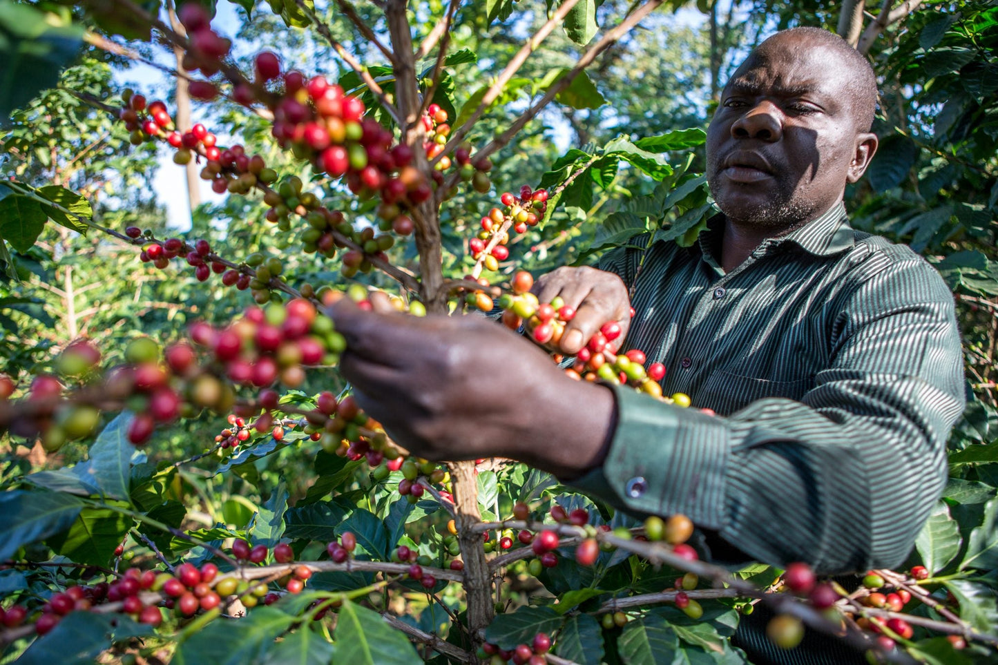 Cooperativa Miale Tubana Uganda